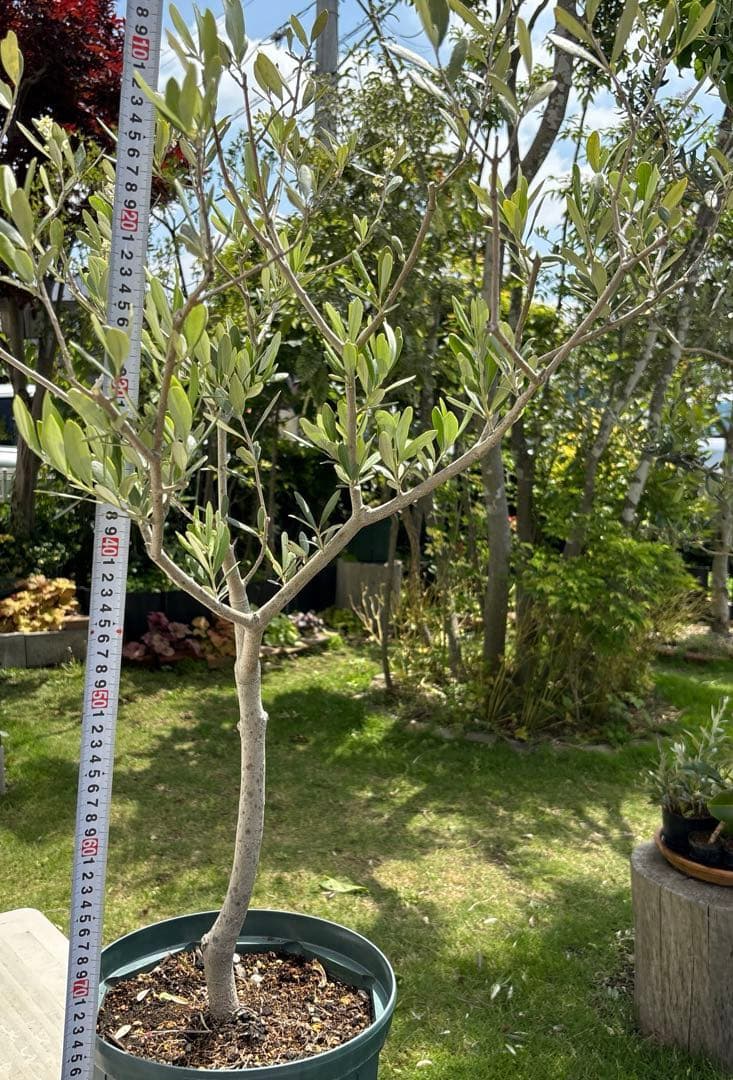 Olive Tree 'Calerea' Rare Variety Plant Symbol Tree Interior